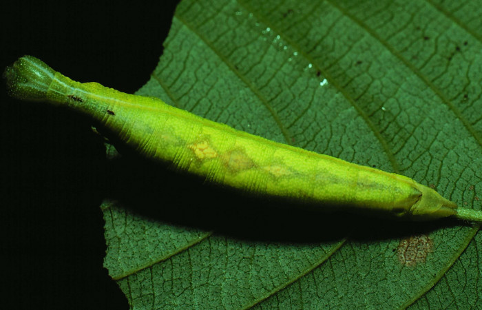 Fig. 07. Larva de <i>Aleuron iphis</i></i> (Sphingidae), vista dorsal, último estadío. Voucher: 82-SRNP-645-DHJ4517.jpg.