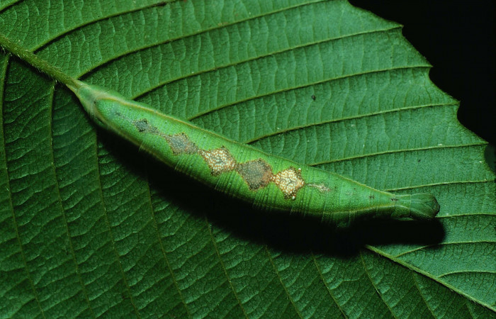 Fig. 08. Larva de <i>Aleuron iphis</i></i> (Sphingidae), vista dorsal, último estadío. Voucher: 82-SRNP-645-DHJ4517.jpg.