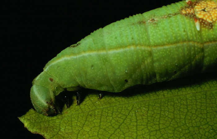 Fig. 09. Larva de <i>Aleuron iphis</i></i> (Sphingidae), vista lateral del tórax, último estadío, 63mm de longitud. Voucher: 91-SRNP-258-DHJ14014.jpg.