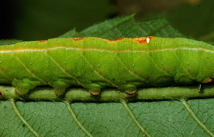 Fig. 10. Larva de <i>Aleuron iphis</i></i> (Sphingidae), vista lateral, último estadío. Voucher: 95-SRNP-7708-DHJ25063.jpg.