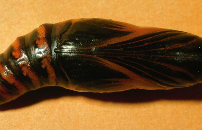 Fig. 12. Pupa de <i>Aleuron iphis</i></i> (Sphingidae), vista ventral. Voucher: 95-SRNP-7708-DHJ25078.jpg.