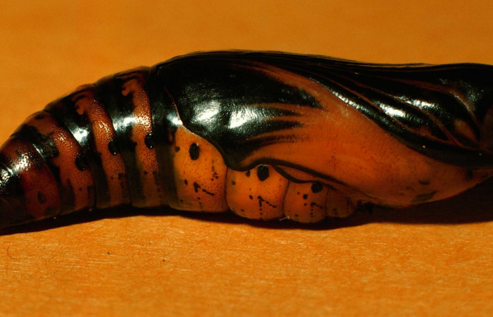 Fig. 13. Pupa de <i>Aleuron iphis</i></i> (Sphingidae), vista lateral. Voucher: 95-SRNP-7708-DHJ25090.jpg.