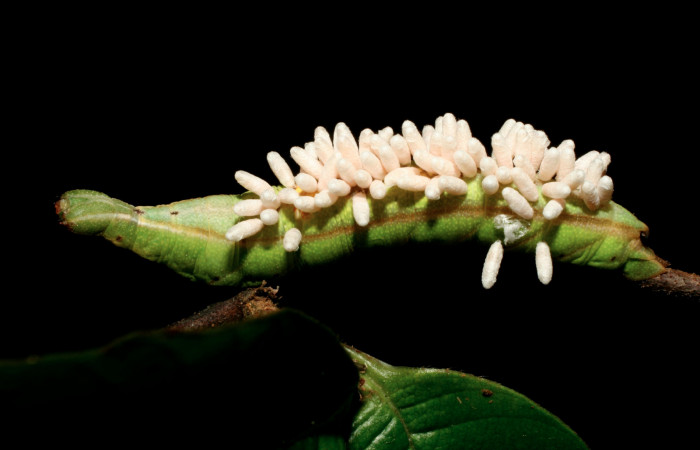 Fig.14 . Larva de <i>Aleuron iphis</i></i> (Sphingidae), vista lateral con capullos de Braconidae, <i>Glyptapanteles andybennetti</i></i>. Voucher: 08-SRNP-32177-DHJ445890.jpg.