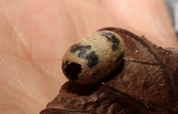 Fig.15 . Capullo de Ichneumonidae, <i>Cryptophion</i></i>, parásito de <i>Aleuron iphis</i></i> (Sphingidae), vista frontal del capullo. Voucher: 08-SRNP-32177-DHJ445890.jpg.