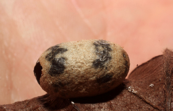 Fig.16 . Capullo de Ichneumonidae, <i>Cryptophion</i></i>, parásito de <i>Aleuron iphis</i></i> (Sphingidae), vista lateral del capullo. Voucher: 12-SRNP-31146-DHJ804195.jpg.