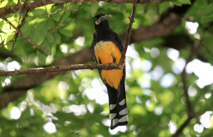 Fig. 10 Hembra <i>Trogon melanocephalus</i></i> (Trogonidae) perchada cerca del nido inspeccionando antes de volar para alimentar a sus pichones. 02 de Julio 2021 Casa Hacha Vieja, Sector El Hacha. Foto: Roster Moraga.