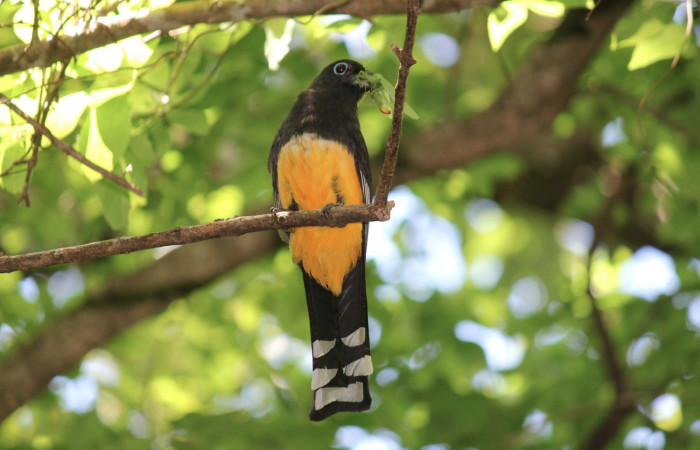 Fig. 11 Hembra <i>Trogon melanocephalus</i></i> (Trogonidae) perchada cerca del nido con un grillo tipo esperanza, inspeccionando antes de volar al nido para alimentar a sus pichones. 03 de Julio 2021 Casa Hacha Vieja, Sector El Hacha. Foto: Roster Moraga.