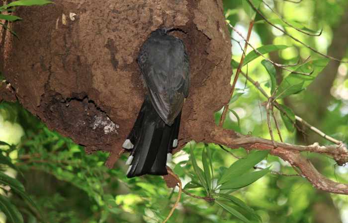 Fig. 12 Hembra <i>Trogon melanocephalus</i></i> alimentando a sus pichones. 03 de Julio 2021 Casa Hacha Vieja, Sector El Hacha. Foto: Roster Moraga.