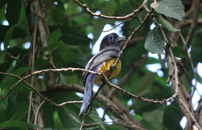 Fig. 1 Macho de <i>Trogon melanocephalus</i></i> (Trogonidae) perchado aproximadamente a unos 6 metros de altura sobre bosque seco del pacífico norte. 13 de Mayo 2021, Los Almendros Sector El Hacha. Area de Conservación Guancaste Foto: Roster Moraga.