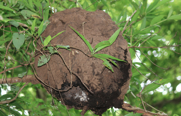 Fig. 2 Termitero a unos 3 metros del suelo; donde <i>Trogon melanocephalus</i></i> (Trogonidae) construyo su nido. 01 de Julio 2021, Lugar de anidación, Casa Hacha Vieja; Sector El Hacha. Foto. Roster Moraga.