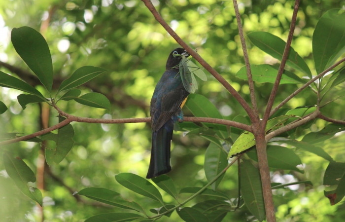 Fig. 3 Macho <i>Trogon melanocephalus</i></i> (Trogonidae), perchado en un arbolito pequeño con una Mantis en su pico; a unos 2 metros del suelo escuchando el llamado de sus pichones antes de entrar al nido. 02 de Julio 2021 Casa Hacha Vieja, Sector El Hacha. Foto: Roster Moraga