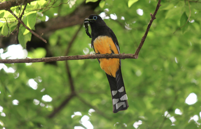 Fig. 4 Hembra de <i>Trogon melanocephalus</i></i> (Trogonidae), llevando un Sphingidae en su pico para alimentar a sus pichones; 02 de Julio 2021 Casa Hacha Vieja. Sector El Hacha. Foto: Roster Moraga.