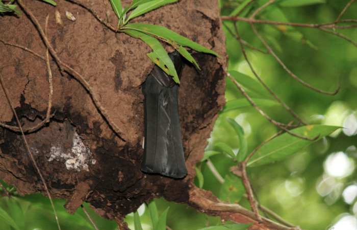 Fig. 5 Hembra <i>Trogon melanocephalus</i></i> (Trogonidae) parada en la entrada del nido alimentando a sus pichones. 02 de Julio 2021 Casa Hacha Vieja; Sector El Hacha. Foto: Roster Moraga.