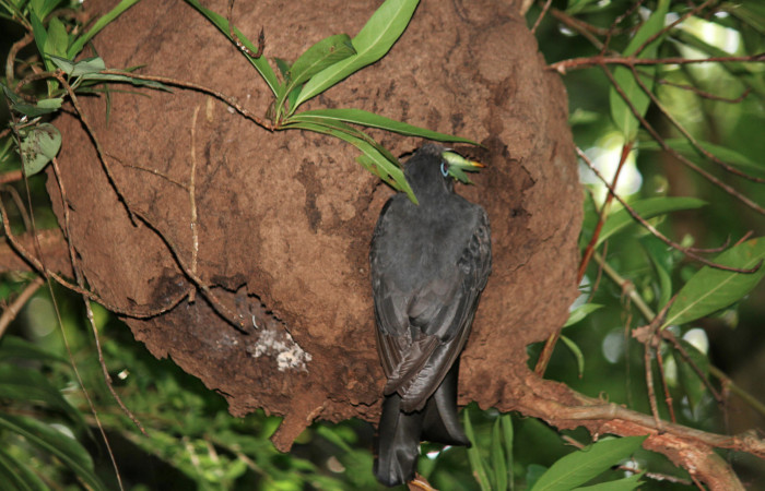 Fig. 7  Hembra <i>Trogon melanocephalus</i></i> (Trogonidae), entregando un grillo tipo esperanza a sus pichones. 02 de Julio 2021 Casa Hacha Vieja, Sector El Hacha. Foto: Roster Moraga.