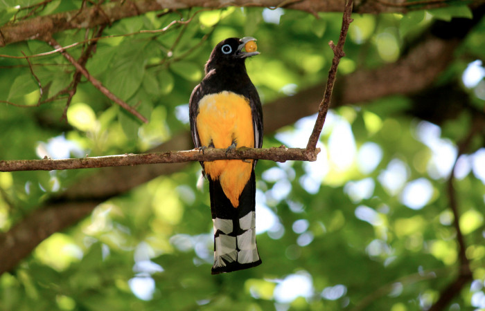 Fig. 8 Macho <i>Trogon melanocephalus</i></i> (Trogonidae) perchado cerca del nido inspeccionando antes de volar para alimentar a sus pichones. 02 de Julio 2021 Casa Hacha Vieja, Sector El Hacha. Foto: Roster Moraga.