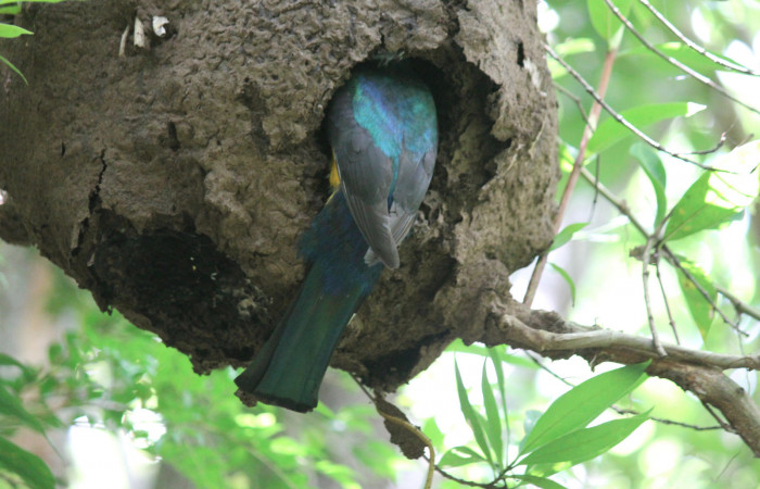 Fig. 9 Macho <i>Trogon melanocephalus</i></i> (Trogonidae) entregando el alimento a sus pichones. 02 de Julio 2021 Casa Hacha Vieja, Sector El Hacha. Foto: Roster Moraga.