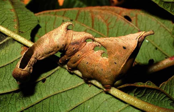 Figura 4. Larva <i>Nystalea sylvieduranae</i></i> (Notodontidae), último estadío (U) vista lateral, localidad Potrero Argentina, Sector San Cristóbal ACG (520m). Voucher: 01-SRNP-126-DHJ56934.jpg.