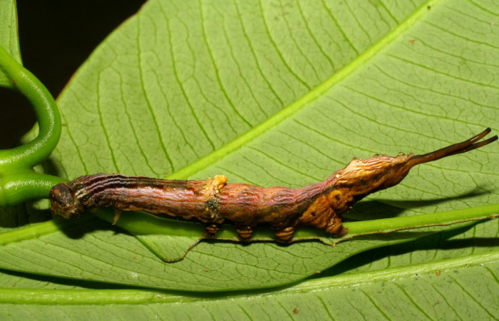 Figura 16. Larva <i>Nystalea marona</i></i> (Notodontidae), último estadío (U) vista lateral, localidad Sendero Colegio, Sector San Cristóbal ACG (520m). Voucher: 06-SRNP-2509-DHJ410389.jpg.