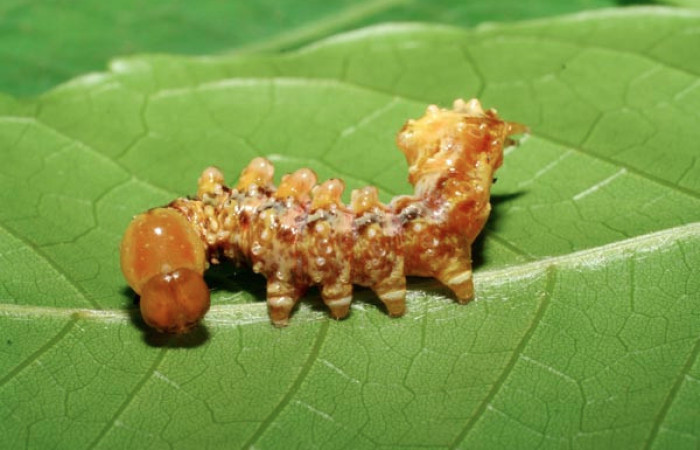 Figura 17. Larva <i>Nystalea superciliosa</i></i> (Notodontidae), penúltimo estadío (PU) vista lateral, localidad Sendero Naciente, Sector Pitilla ACG (700m). Voucher: 06-SRNP-31717-DHJ412839.jpg.