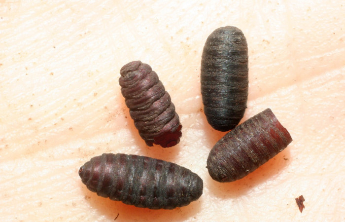 Figura 11. Restos de puparios de parásito <i>Winthemia</i></i> Wood16DHJ01 (Tachinidae) que ataca a <i>Nystalea sylvieduranae</i></i> (Notodontidae), localidad Sendero Sainos, Sector Mundo Nuevo ACG (397m). Voucher: 07-SRNP-58263-DHJ462008.jpg.