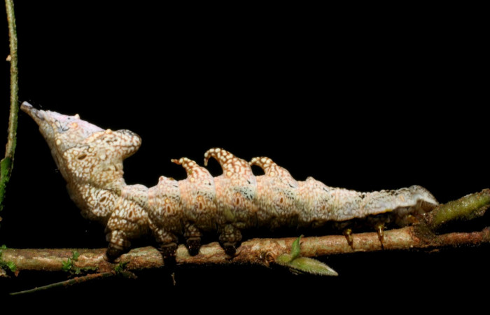 Figura 18. Larva <i>Nystalea inchoans</i></i> (Notodontidae), último estadío (U) vista lateral, localidad Pasmompa, Sector Pitilla ACG (440m). Voucher: 08-SRNP-30291-DHJ435824.jpg.