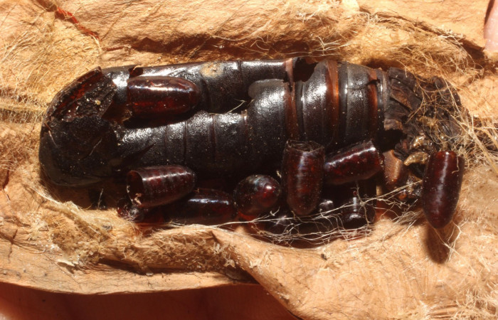 Figura 13. Restos de puparios de parásitos <i>Houghia delospilota</i></i> (Tachinidae) que ataca a <i>Nystalea sylvieduranae</i></i> (Notodontidae), localidad Estación Biológica Los Almendros, Sector el Hacha ACG (290m). Voucher: 12-SRNP-20327-DHJ804472.jpg.