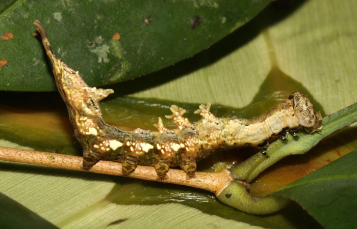 Figura 20. Larva <i>Nystalea idonea</i></i> (Notodontidae), último estadío (U) vista lateral, localidad Sendero Naciente, Sector Pitilla ACG (700m). Voucher: 13-SRNP-31615-DHJ720011.jpg.