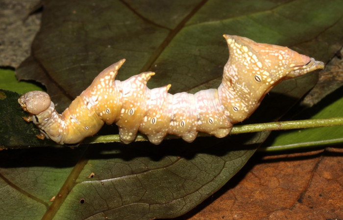 Figura 21. Larva <i>Nystalea porgana</i></i> (Notodontidae), último estadío (U) vista lateral, localidad Sendero Orosilito, Sector Pitilla ACG (900m). Voucher: 13-SRNP-31634-DHJ720085.jpg.