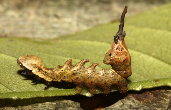 Figura 22. Larva <i>Nystalea striata</i></i> (Notodontidae), último estadío (U) vista lateral, localidad Sendero Orosilito, Sector Pitilla ACG (900m). Voucher: 13-SRNP-31697-DHJ720148.jpg.