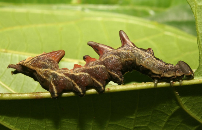 Figura 23. Larva <i>Nystalea virgula</i></i> (Notodontidae), último estadío (U) vista lateral, localidad Sendero Suspiro, Estación Biológica Quica, Sector Pitilla ACG (439m). Voucher: 13-SRNP-70407-DHJ702110.jpg.