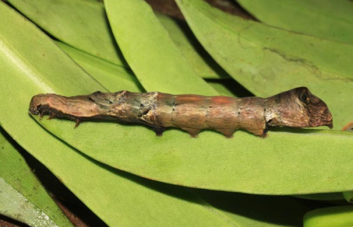 Figura 24. Larva <i>Nystalea aequipars</i></i> (Notodontidae), último estadío (U) vista lateral, localidad Pasmompa, Sector Pitilla ACG (440m). Voucher: 14-SRNP-31648-DHJ721421.jpg.
