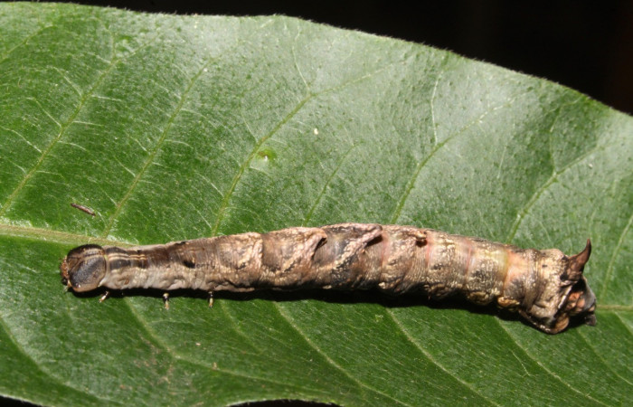 Figura 25. Larva <i>Nystalea ocellata</i></i> (Notodontidae), último estadío (U) vista dorsal, localidad Sendero Tucan, Sector Rincón Rain Forest ACG (410m). Voucher: 14-SRNP-43516-DHJ724068.jpg.