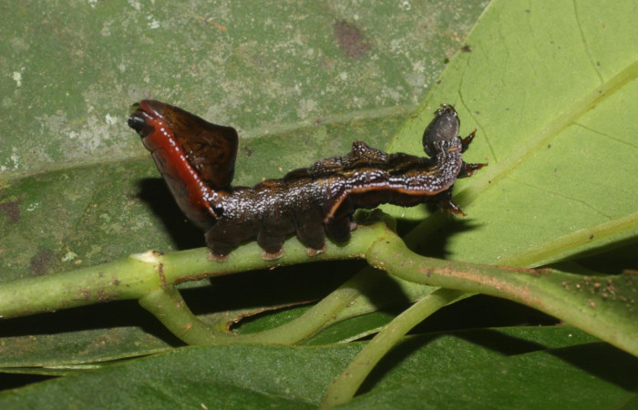 Figura 26. Larva <i>Nystalea henrikekmani</i></i> (Notodontidae), último estadío (U) vista lateral, localidad Sendero Canal, Sector Santa María ACG (799m). Voucher: 15-SRNP-55698-DHJ492361.jpg.