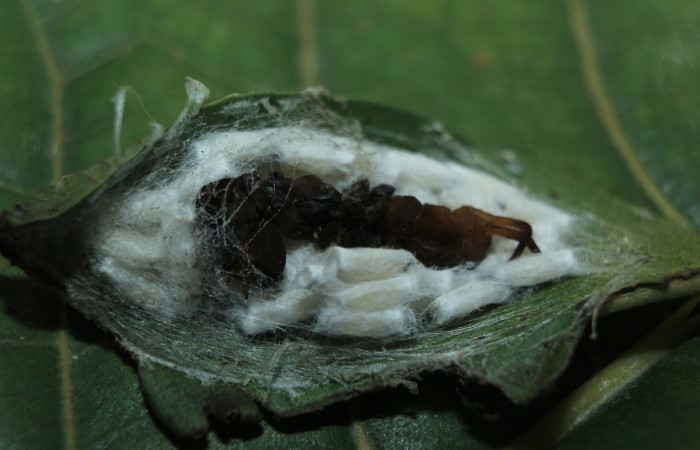 Figura 14. Capullos de parásito <i>Hypomicrogaster</i></i> OVRGDHJ03 (Braconidae) que ataca a Nystalea sylvieduranae (Notodontidae), localidad Estación Biológica Quica, Sector Pitilla ACG (470m). Voucher: 15-SRNP-71637-DHJ727842.jpg.