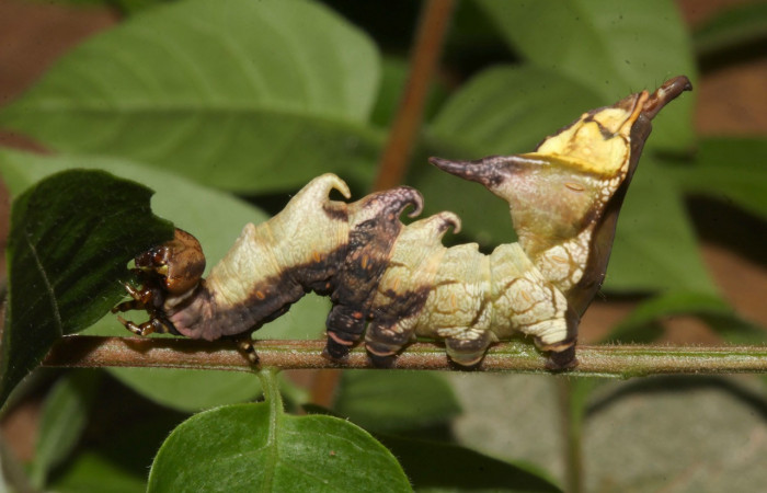 Figura 27. Larva <i>Nystalea ebalea</i></i> (Notodontidae), último estadío (U) vista lateral, localidad Pasmompa, Sector Pitilla ACG (440m). Voucher: 18-SRNP-30097-DHJ743266.jpg.