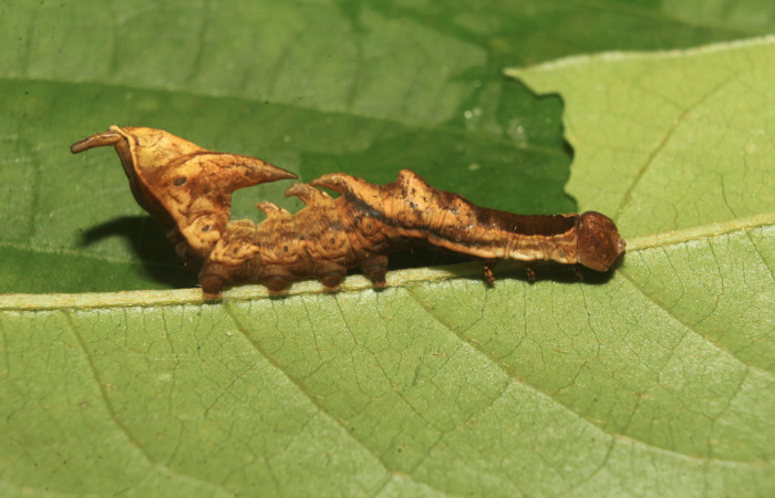 Figura 2. Larva <i>Nystalea sylvieduranae</i></i> (Notodontidae), tercer estadío (PPU) vista lateral, localidad Calma Estación Biológica Quica, Sector Pitilla ACG (412m). Voucher: 21-SRNP-70580-DHJ780544.jpg.