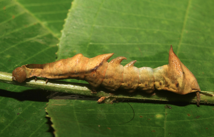 Figura 3. Larva <i>Nystalea sylvieduranae</i></i> (Notodontidae), penúltimo estadío (PU) vista lateral, localidad Calma Estación Biológica Quica, Sector Pitilla ACG (412m). Voucher: 21-SRNP-70580-DHJ780558.jpg.