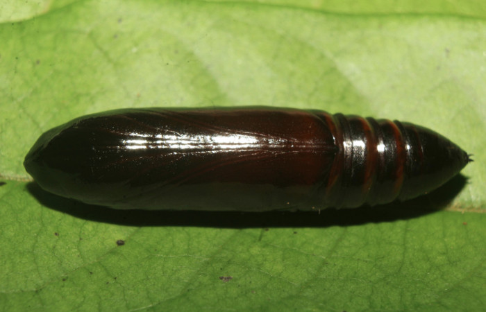Figura 6. Pupa de <i>Nystalea sylvieduranae</i></i> (Notodontidae), vista dorsal, localidad Calma Estación Biológica Quica, Sector Pitilla ACG (412m). Voucher: 21-SRNP-70580-DHJ780567.jpg.