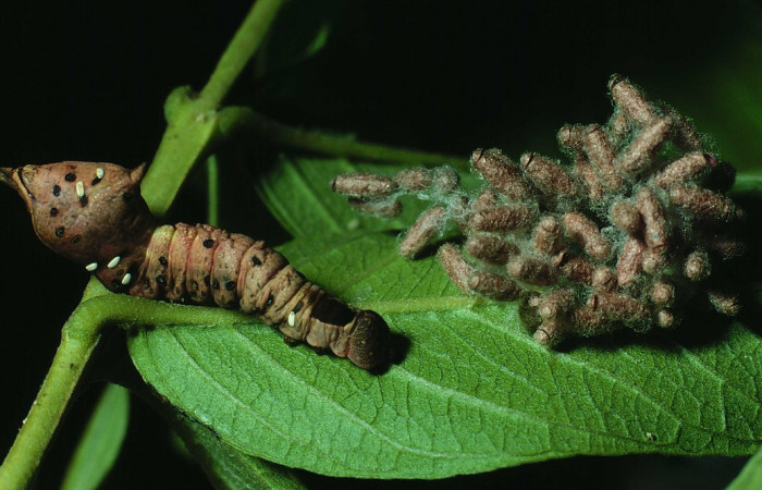 Figura 15. Capullos de parásitos <i>Glyptapanteles garygibsoni</i></i> (Braconidae) que ataca a <i>Nystalea sylvieduranae</i></i> (Notodontidae), localidad Area Administrativa, Sector Santa Rosa ACG (295m). Voucher: 82-SRNP-418-DHJ4186.jpg.