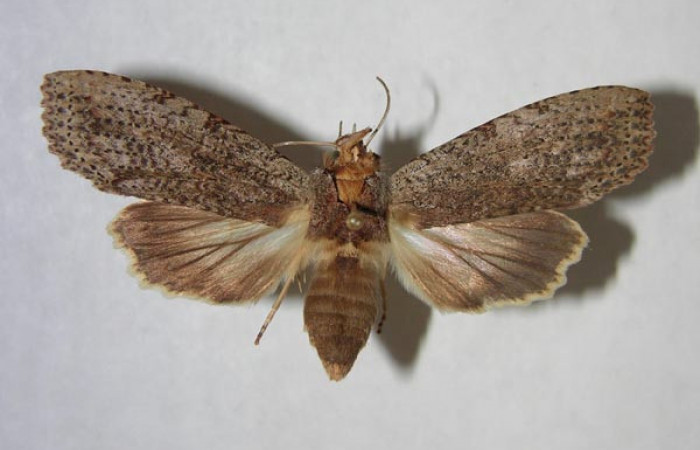 Figura 1. Adulto de <i>Nystalea sylvieduranae</i></i> (Notodontidae), vista dorsal, localidad Cafetal Sector Santa Rosa ACG (280m). Voucher: 90-SRNP-1131-DHJ362208.jpg.