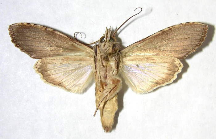 Figura 8. Adulto de <i>Nystalea sylvieduranae</i></i> (Notodontidae), macho vista ventral, localidad Bosque Húmedo, Sector Santa Rosa ACG (290m). Voucher: 91-SRNP-2203-DHJ362161.jpg.