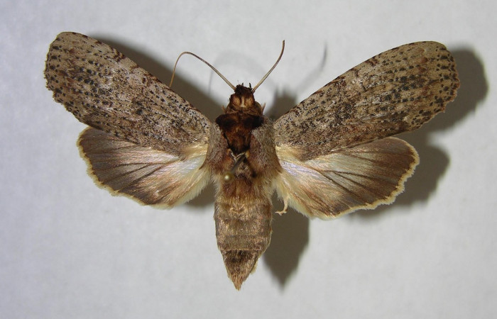 Figura 9. Adulto de <i>Nystalea sylvieduranae</i></i> (Notodontidae), hembra vista dorsal, localidad Quebrada Guapote, Sector Santa Rosa ACG (240m). Voucher: 92-SRNP-3883-DHJ362200.jpg.