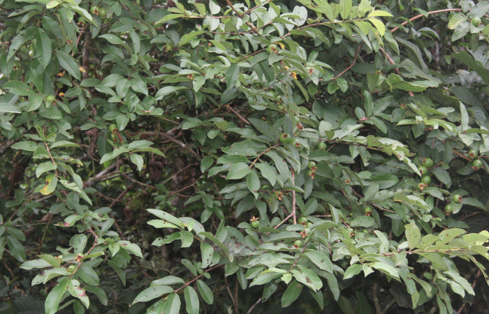 Figura 28. Planta hospedera de <i>Nystalea sylvieduranae</i></i> (Notodontidae), esta planta se llama <i>Psidiun guajava</i></i> (introducido) (Myrtaceae), localidad Estación Biológica Quica, Sector Pitilla ACG (470m). Foto: Ricardo Calero, 23 Agosto 2021.