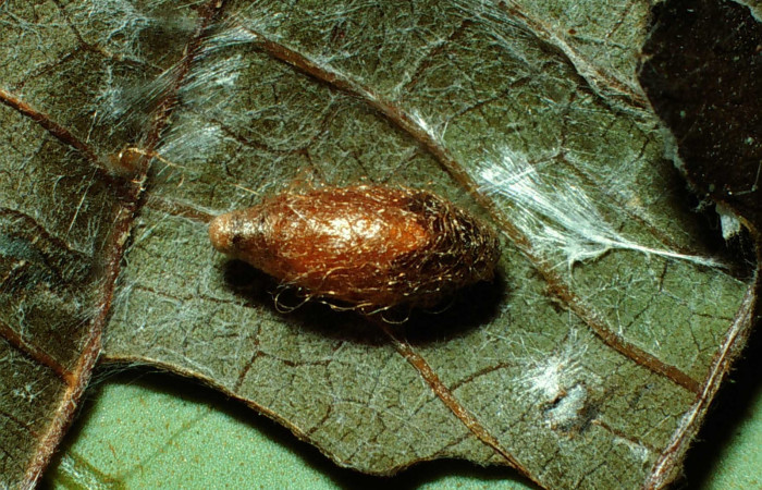 Fig 13. Capullo de la familia (Braconidae), parásito de la larva <i>Patania</i></i> Solis04. Voucher 01-SRNP-22121-DHJ62611.jpg