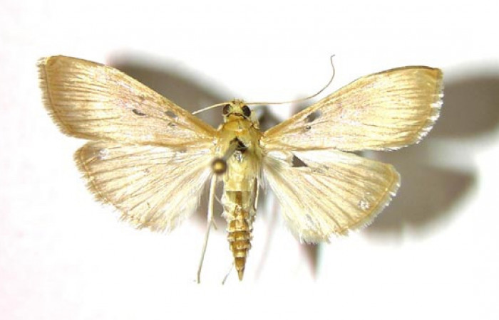  Fig 8. Adulto <i>Patania</i></i> Solis04, vista dorsal (hembra), mide en alas abiertas 28 mm.
Voucher 04-SRNP-40086-DHJ376638.