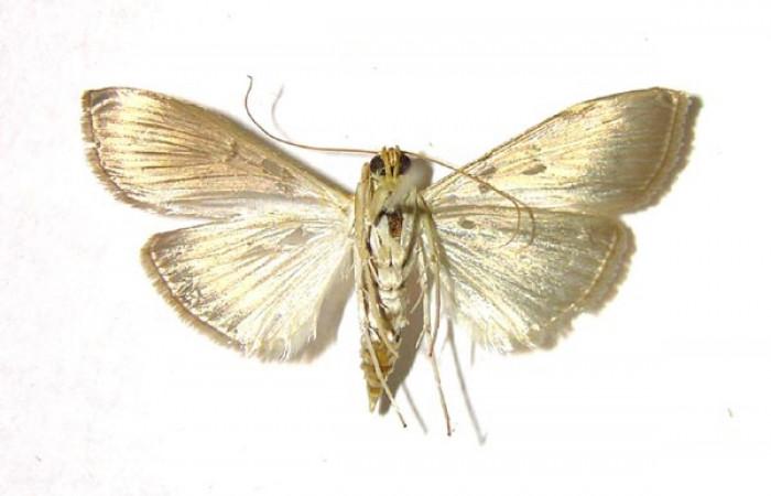 Fig 9. Adulto <i>Patania </i></i>Solis04, vista ventral (hembra) en alas abiertas mide 28 mm.
Voucher 04-SRNP-40086-DHJ376639.