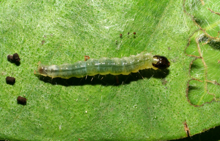 Fig 2. Larva <i>Patania</i></i> Solis04, penúltimo estadio, medida de largo 20 mm. Voucher 07-SRNP-31051-DHJ419804.jpg.
