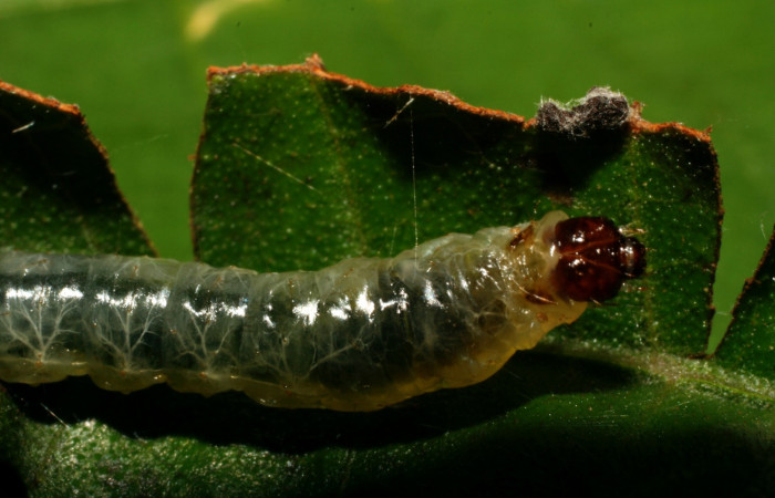 Fig 5. Larva <i>Patania</i></i> Solis04, en ultimo estadio, Estacion Quica,ACG. 24 mm de largo. Voucher 08-SRNP-70982-DHJ444175.jpg.