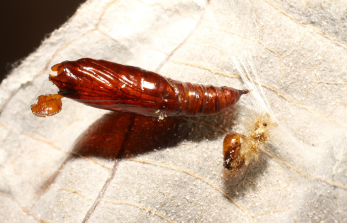 Fig 7. Pupa <i>Patania</i></i>, Solis04 se muestra pupario dentro de la pupa y muda de larva, dentro de la pupa pupario de parásito de familia Ichneumonidae. Voucher 09-SRNP-31043-DHJ474031.jpg.