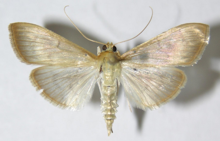 Fig 10. Adulto <i>Patania</i></i> Solis04, vista dorsal medida en alas abiertas 26 mm. Voucher 09-SRNP-57255-DHJ515442.